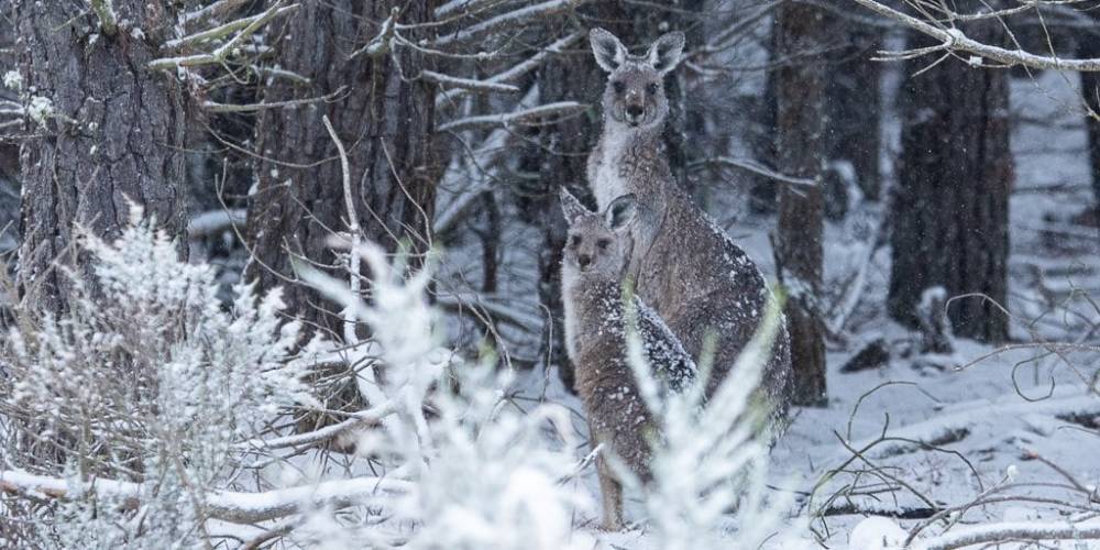 Австралию замело впервые за 35 лет: как кенгуру удивил снег