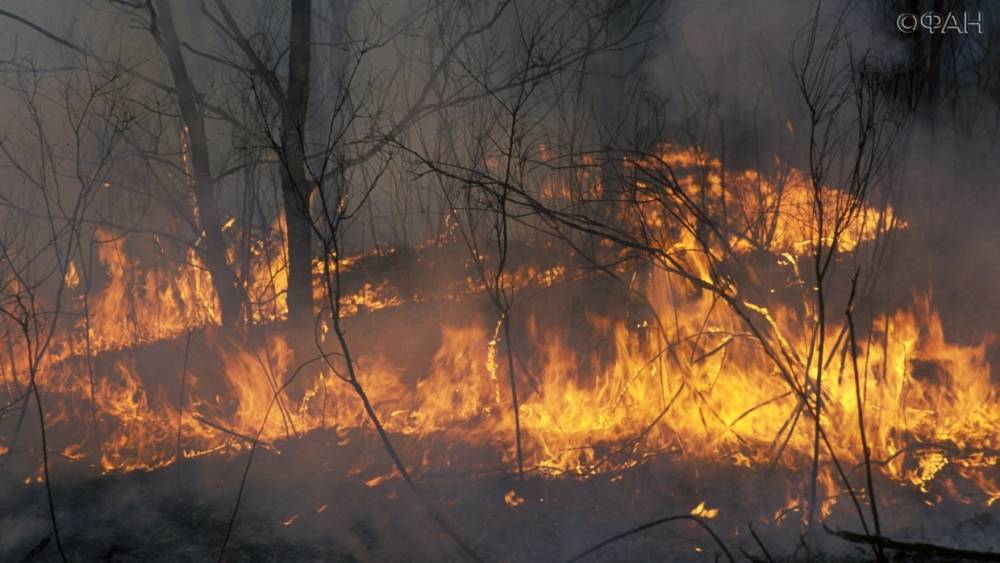 В России начала снижаться площадь лесных пожаров