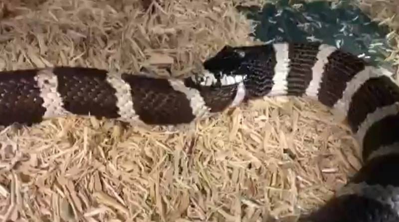 В США змея свернулась в кольцо и начала есть себя, проглотив почти половину тела (видео)