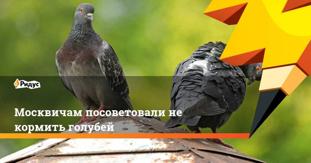 Москвичам посоветовали не кормить голубей. Ридус