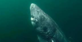 Найдена 500-летняя акула