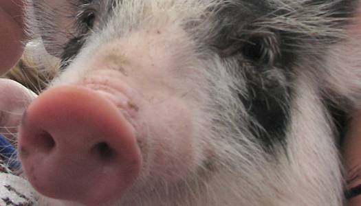 На Одещині у річці виявили інфіковані туші румунських свиней