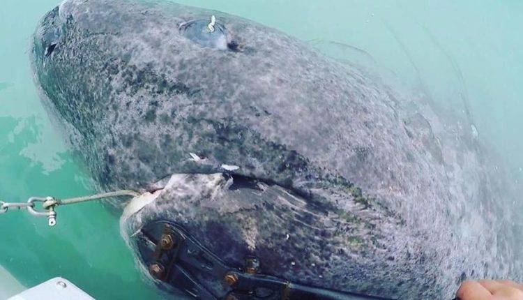 В Гренландии найдена акула возрастом более 500 лет