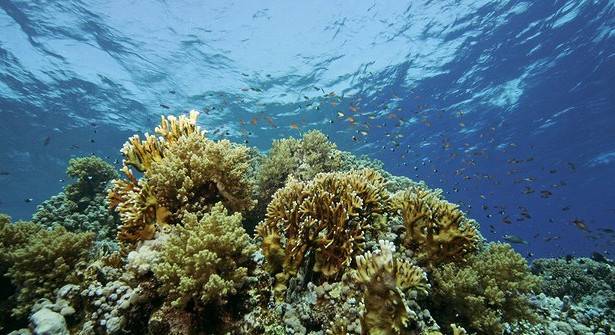 Учёные объяснили гибель кораллов потеплением океанов