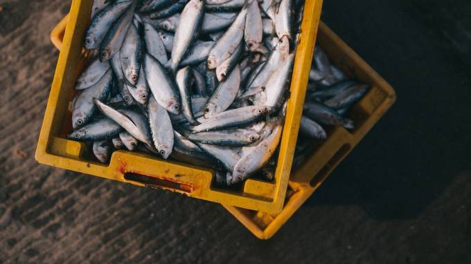 Роспотребнадзор изъял более 400 кг рыбы и морепродуктов по результатам проверки