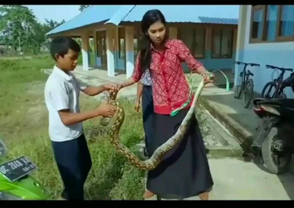 В Индонезии учительница поймала пробравшегося в школу питона