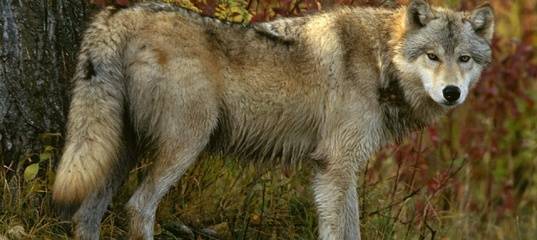 Выяснилось, почему в лесах Тюменской области будут отстреливать волков