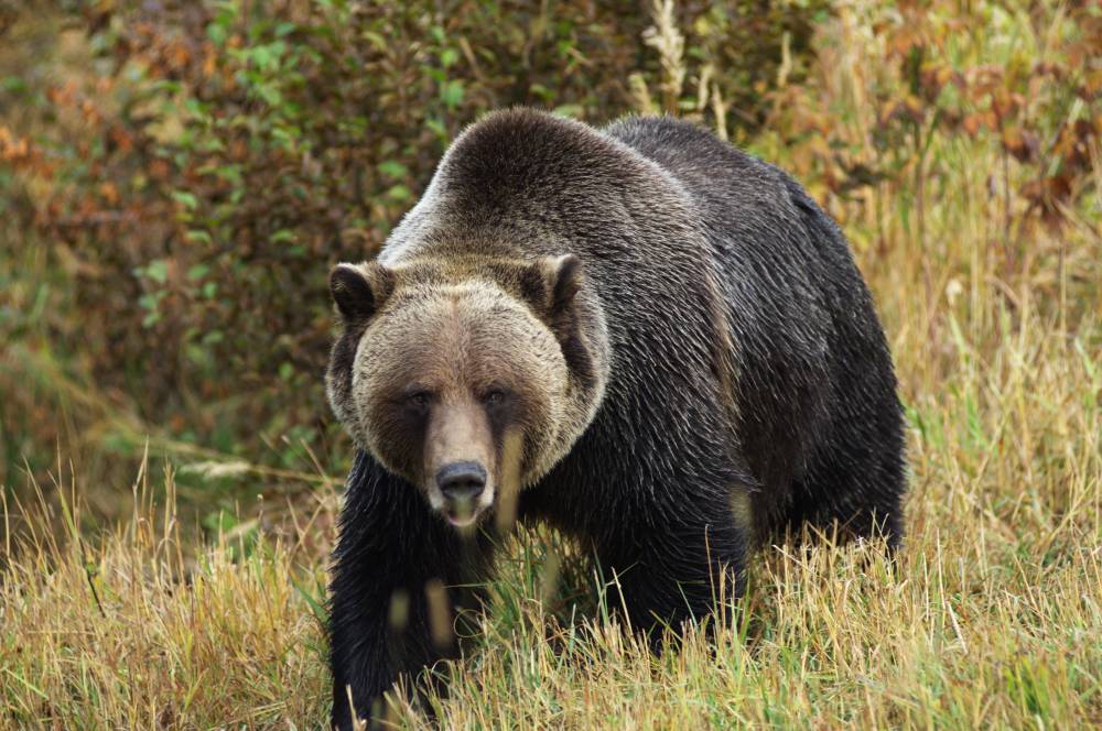Медведь насмерть загрыз грибника под Хабаровском. РЕН ТВ