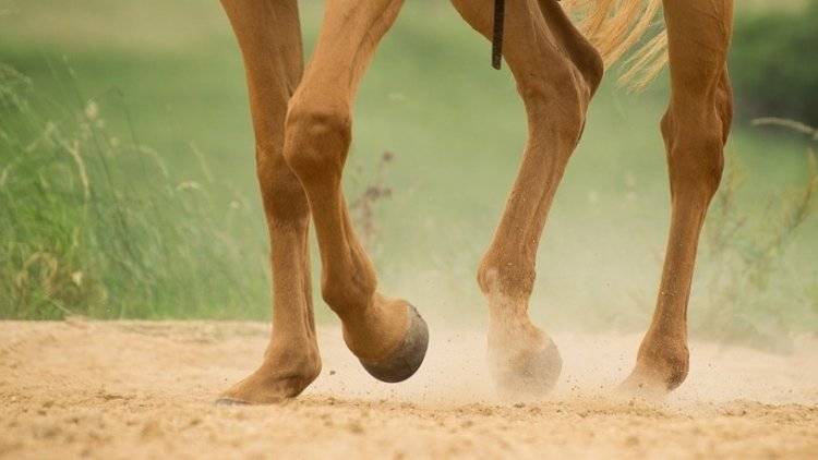 Сибирскую язву впервые за 20 лет обнаружили у лошади в Белоруссии