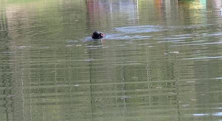 Утонувший в дзержинском озере подросток был пьян