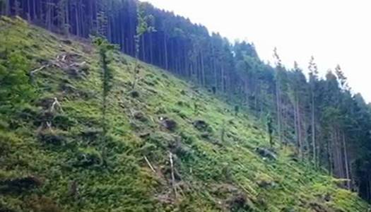 У Карпатському біосферному заповіднику незаконно вирубували дерева