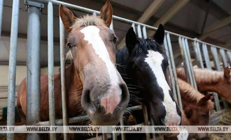 В Беларуси лошадь заболела сибирской язвой. Впервые за 20 лет
