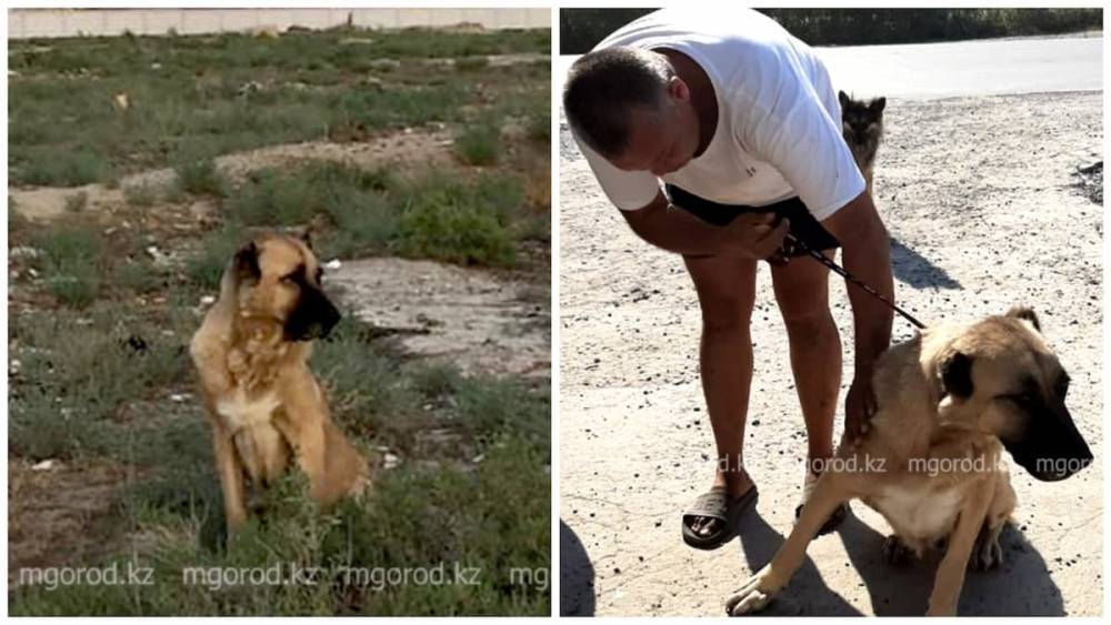 "Хатико" из Актау: брошенная хозяевами собака неделю ждала их в степи (фото)