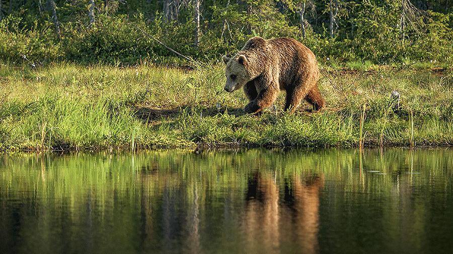 Рядом с финской школой обнаружили медведя