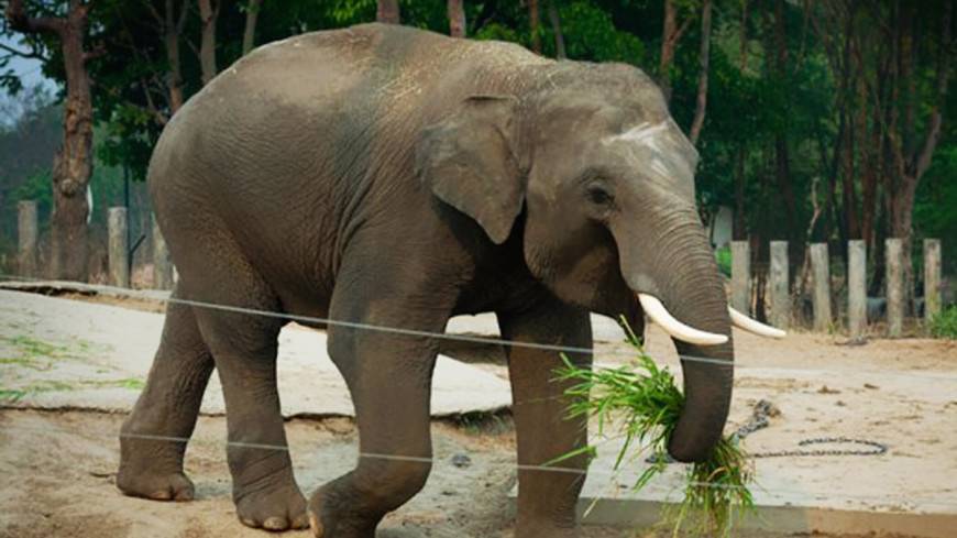 Спасти слонов: Сингапур введет полный запрет на торговлю бивнями