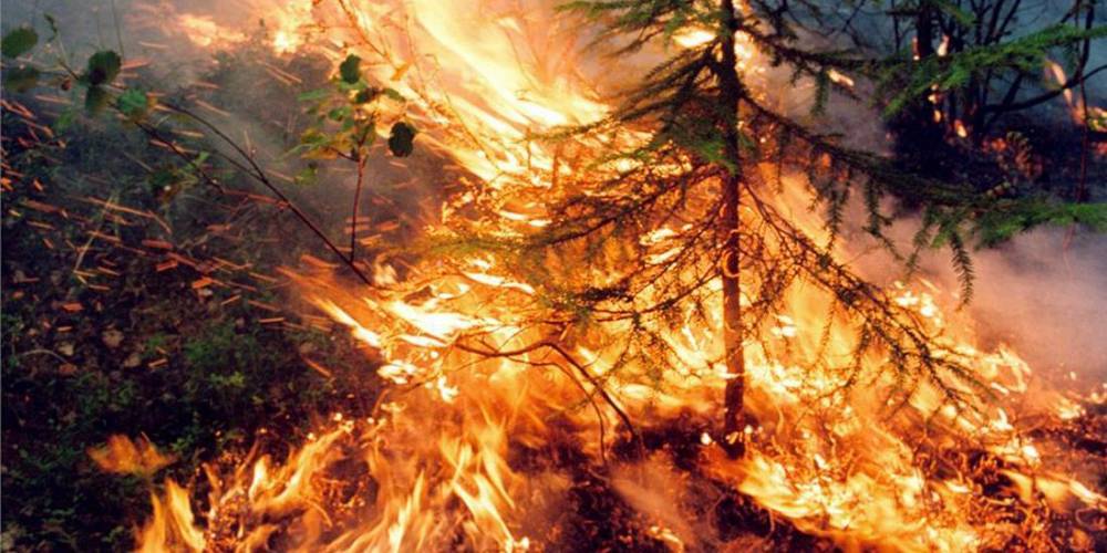 Впервые за несколько недель в России начала сокращаться площадь лесных пожаров