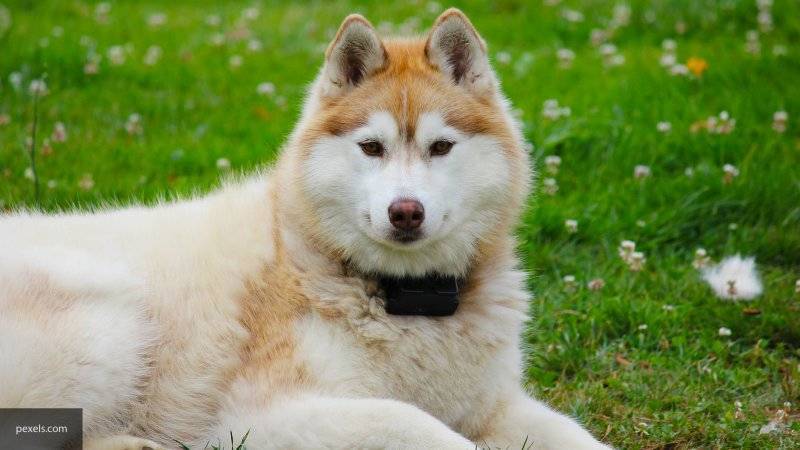 Псковские волонтеры будут выгуливать собак из приютов для животных
