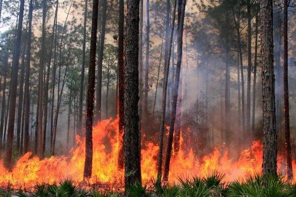 Площадь лесных пожаров в России сократилась до 266,4 тыс. га — Происшествия, Новости России