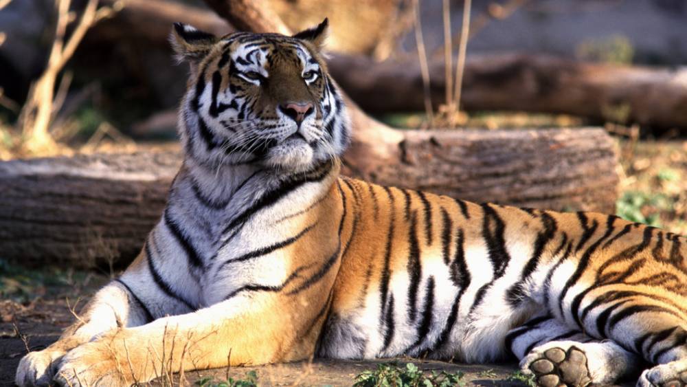 Ветеринары не смогли спасти раненую в Хабаровском крае тигрицу