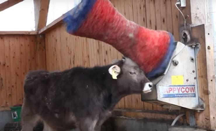 Агрокомбинат в Витебской области потратит $150 тысяч на чесалки для коров. Посмотрите, как они работают