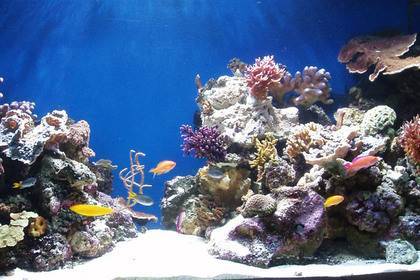 Супруги чистили аквариум и отравились смертоносным токсином