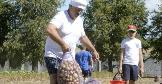 Зарплата белоруса в картошке: в 2012 году — больше тонны, в 2018-м — лишь 736 кг