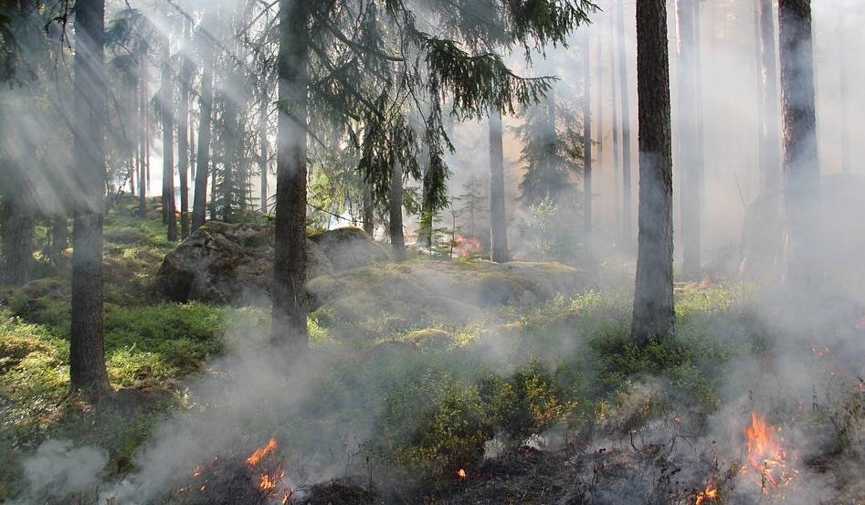 Режим ЧС объявлен из-за пожара в природном парке в Карагандинской области