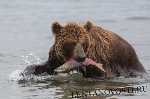 На Камчатке голодные медведи заблокировали популярный туристический маршрут