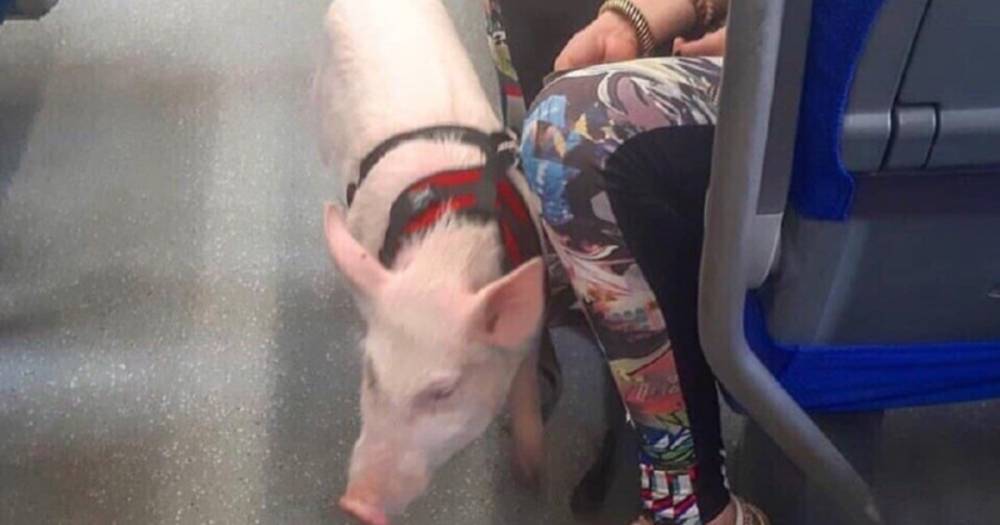 В московском метро пожаловались на свинью без намордника