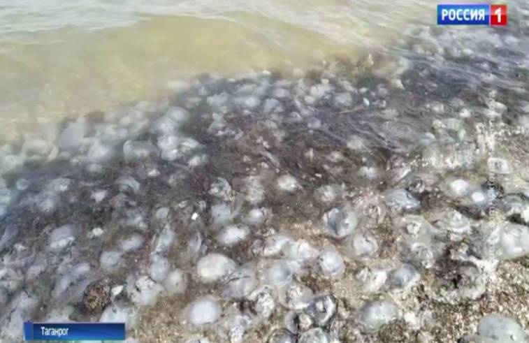 Нашествие медуз: с чем связана миграция и есть ли опасность для жителей Дона