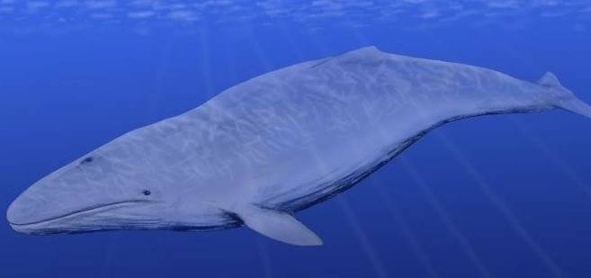 Ученые обнаружили в Крыму останки предка современного кита возрастом около 10 млн лет