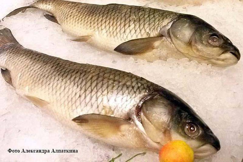 В Курганской области на предприятии нашли более 20 тонн просроченной рыбы