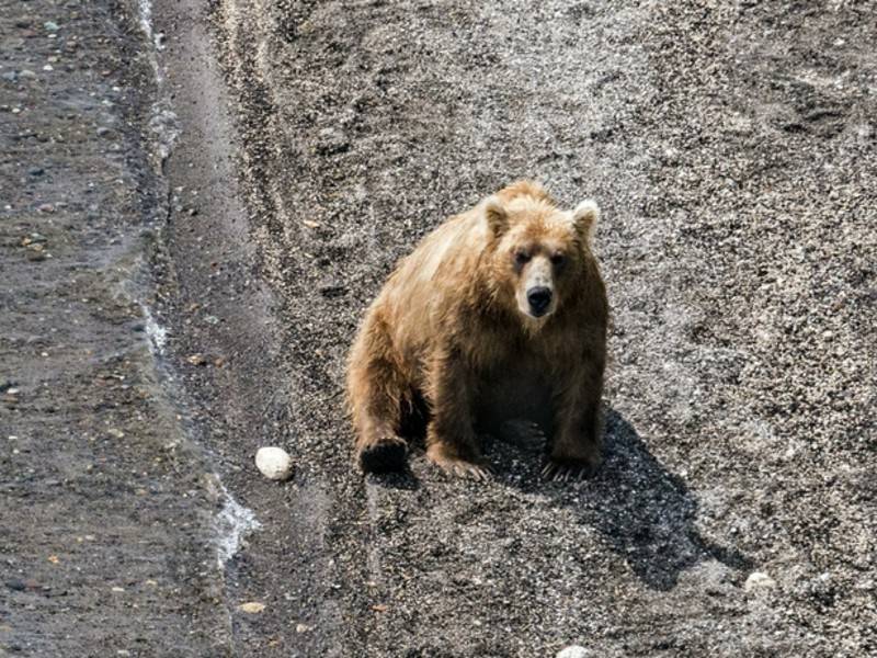 Медведь загрыз мужчину на Камчатке