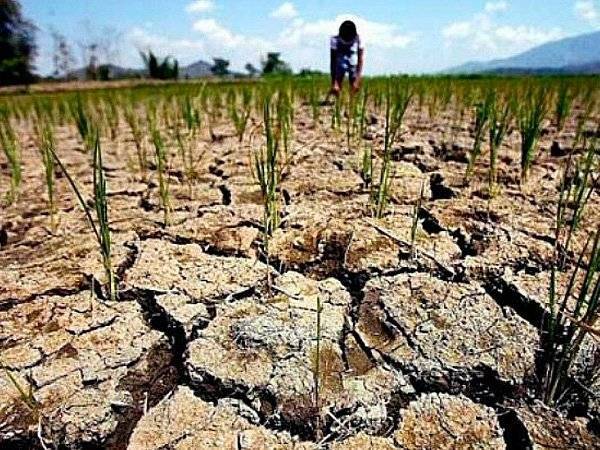 Власти Башкирии ввели режим ЧС из-за засухи