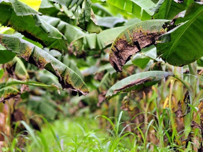 Смертельная болезнь бананов нанесла новый удар в Колумбии