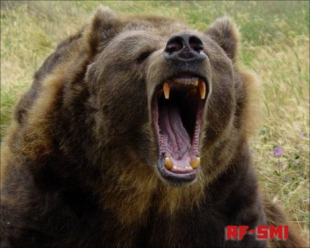 В Хабаровском крае медведь украл покойника с кладбища