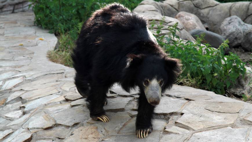 В Японии застрелили вышедшего в город медведя
