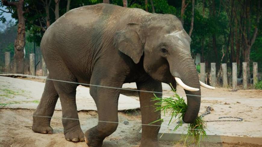 Сотрудники Венского зоопарка начали изучать язык слонов