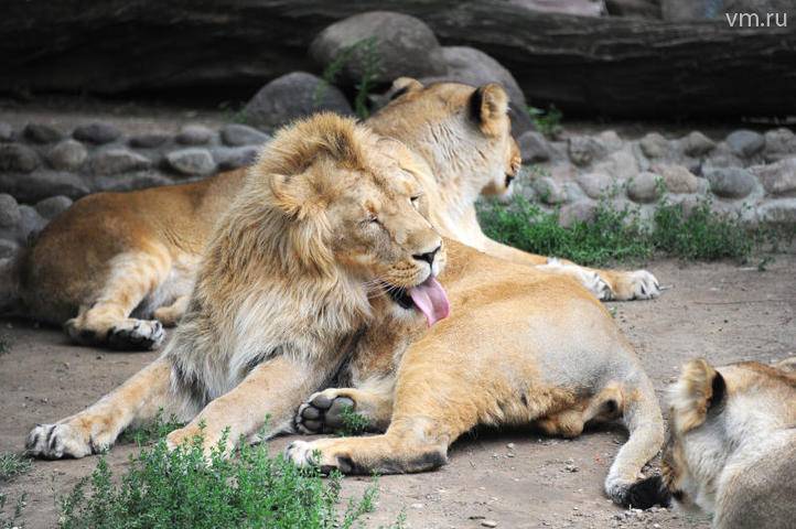 Московский зоопарк рассказал об отношениях в львином прайде