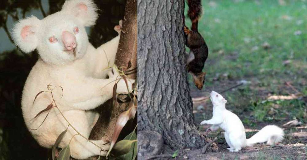 Невероятные и очень редкие животные-альбиносы - factsinter.com