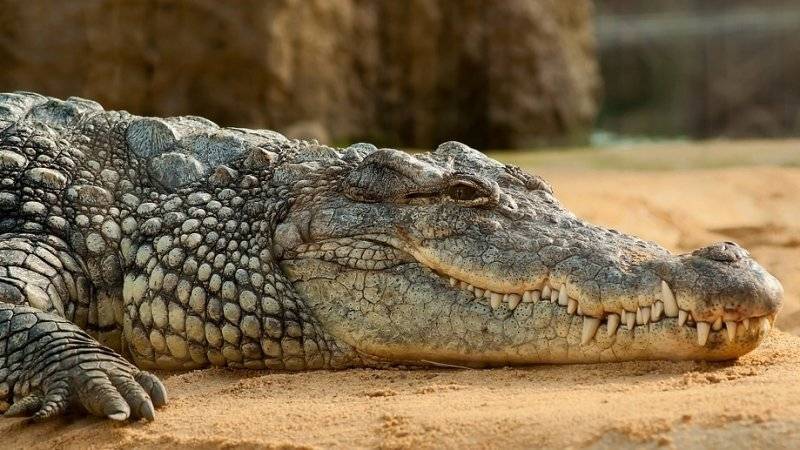 Филиппинский крокодил съел десятилетнего мальчика