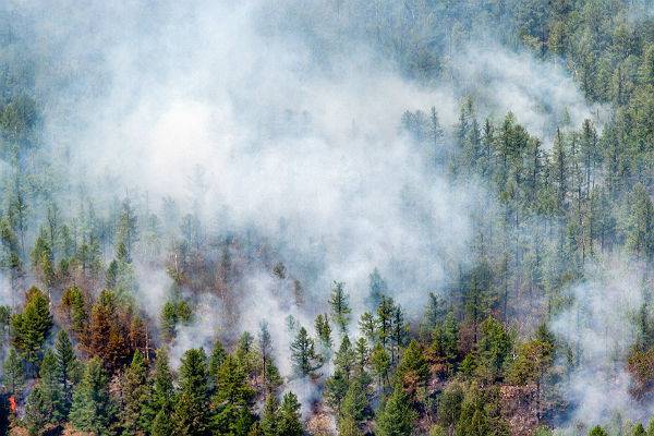 Площадь лесных пожаров в Сибири сократилась на 10 тыс. га за сутки