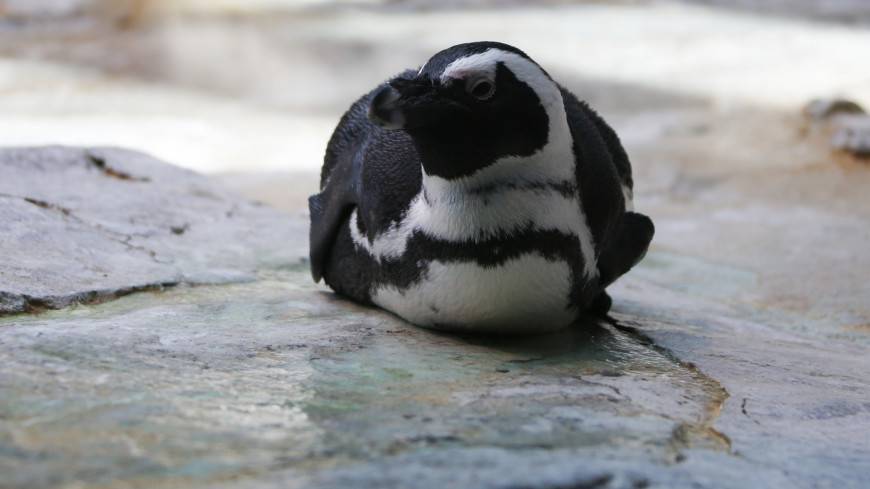 В Новой Зеландии нашли останки пингвина-монстра