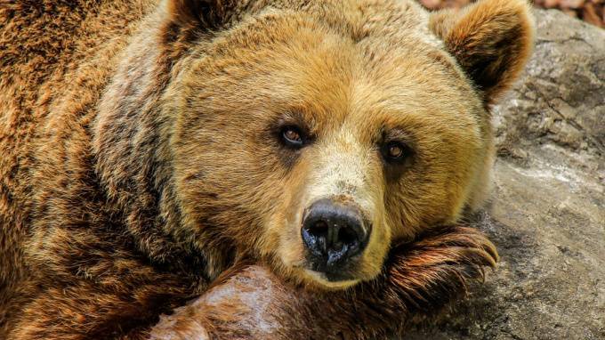 В Комсомольске-на-Амуре медведь разрыл могилу и утащил покойника