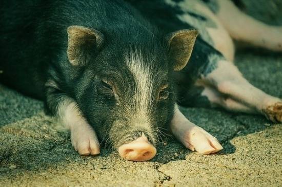 В Приморье подтверждён вирус африканской чумы свиней