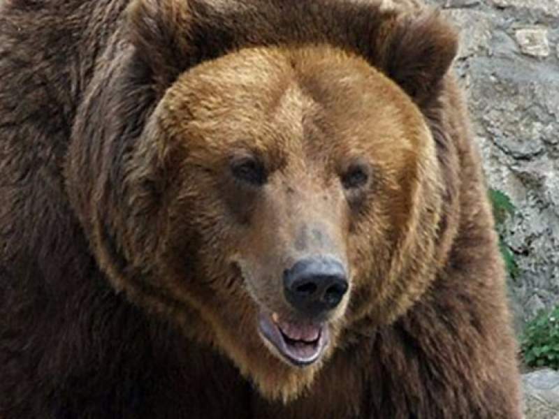 Медведь разрыл могилу и вытащил покойника в Хабаровском крае