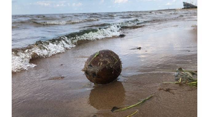 "Подождем, когда прорастет": на пляже 300-летия Петербурга нашли кокос
