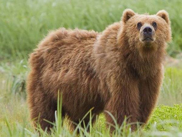 Камчатская полиция расследует убийство мужчины медведем
