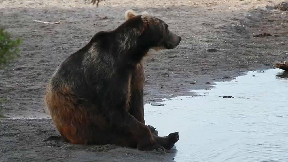 Камчатка: голодные медведи на туристической тропе - ru.euronews.com - Новости