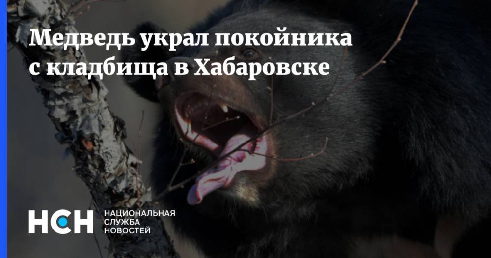 Медведь украл покойника с кладбища в Хабаровске